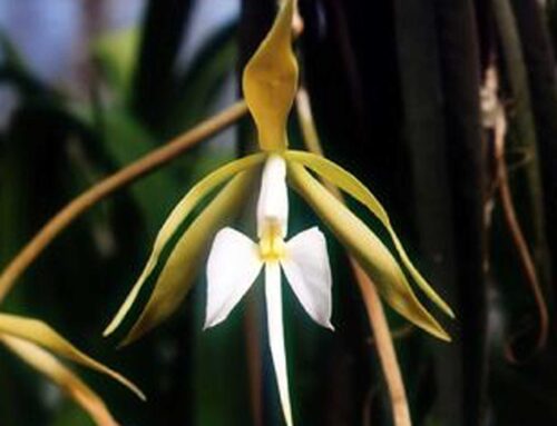 Epidendrum Parkinsonianum