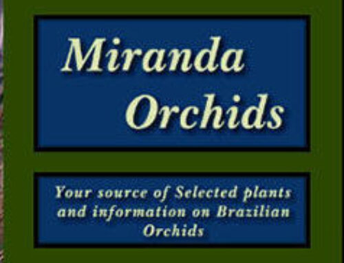 Miranda Orchids