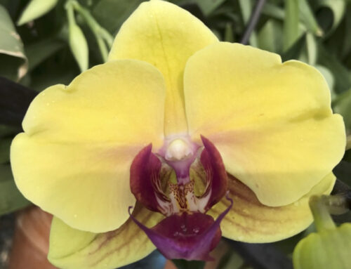 Growing Phalaenopsis – What can go wrong