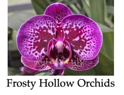 Frosty Hollow Orchids